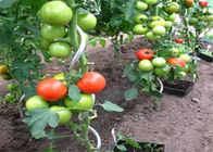 1.5M تركيبات سلسلة ربط السور الطماطم دعم نبات الطماطم